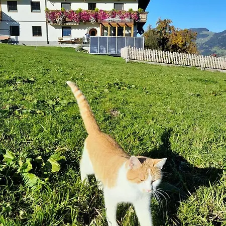 Farm stay Schorpenhof *